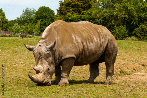 White Rhino Grazing