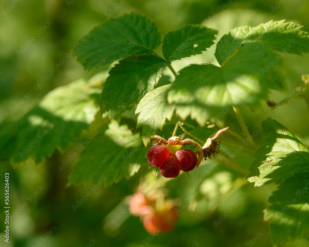 Ripe berries of forest raspberries among green foliage close up in the natural environment Ripe berries of forest raspberries among green foliage close up in the natural environment