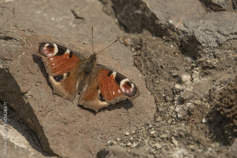 Butterfly with outstretched wings sitting on a rock. European peacock butterfly (Inachis Io) Butterfly with outstretched wings sitting on a rock. European peacock butterfly (Inachis Io)