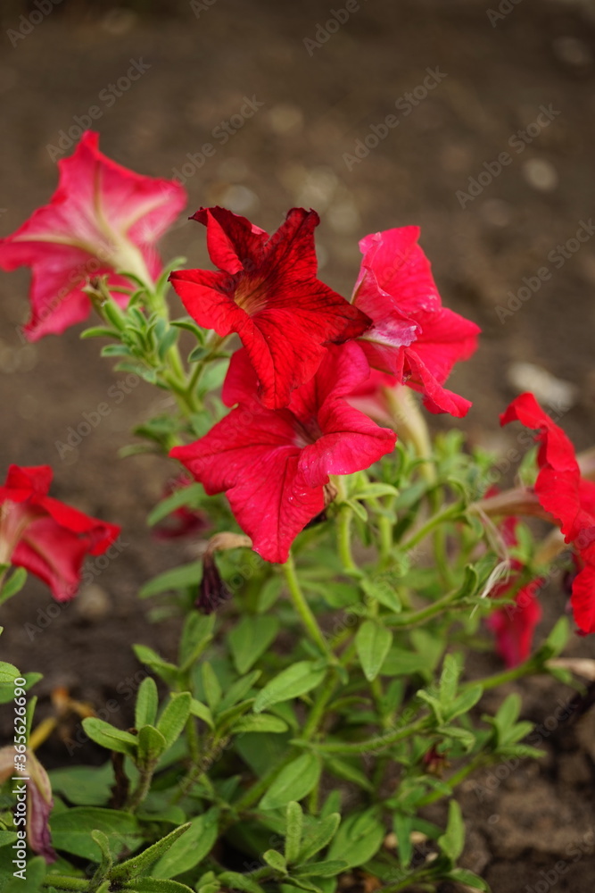Red petunia flowers bush grow in a summer garden.