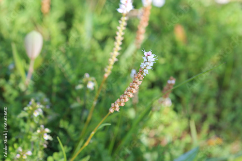 Sesamoides purpurascens flower blooming in spring
