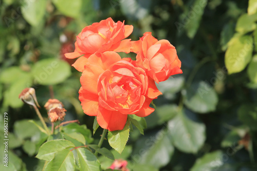 bright beautiful roses in  botanical garden