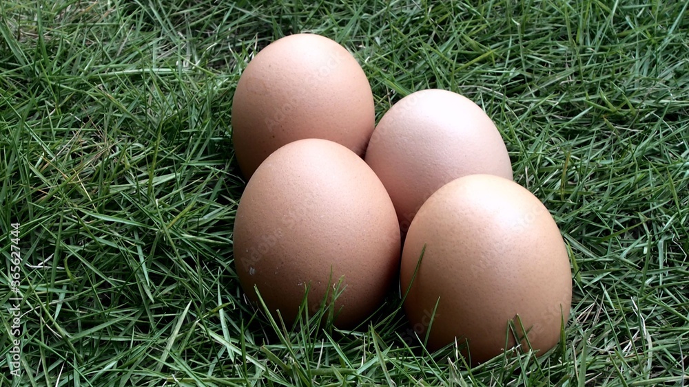 egg on the grass, eggs and straw, fresh egg egg on the grass, eggs and straw, fresh egg