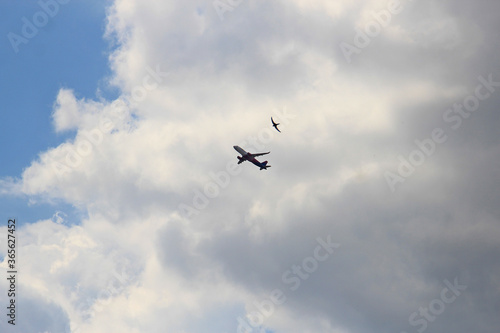 car and bird - rivals in airspace