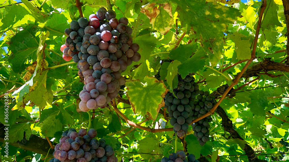 Weintrauben unterm Blätterdach