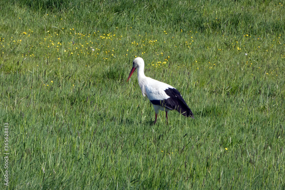 Fototapeta premium Weißstorch, Ciconia ciconia
