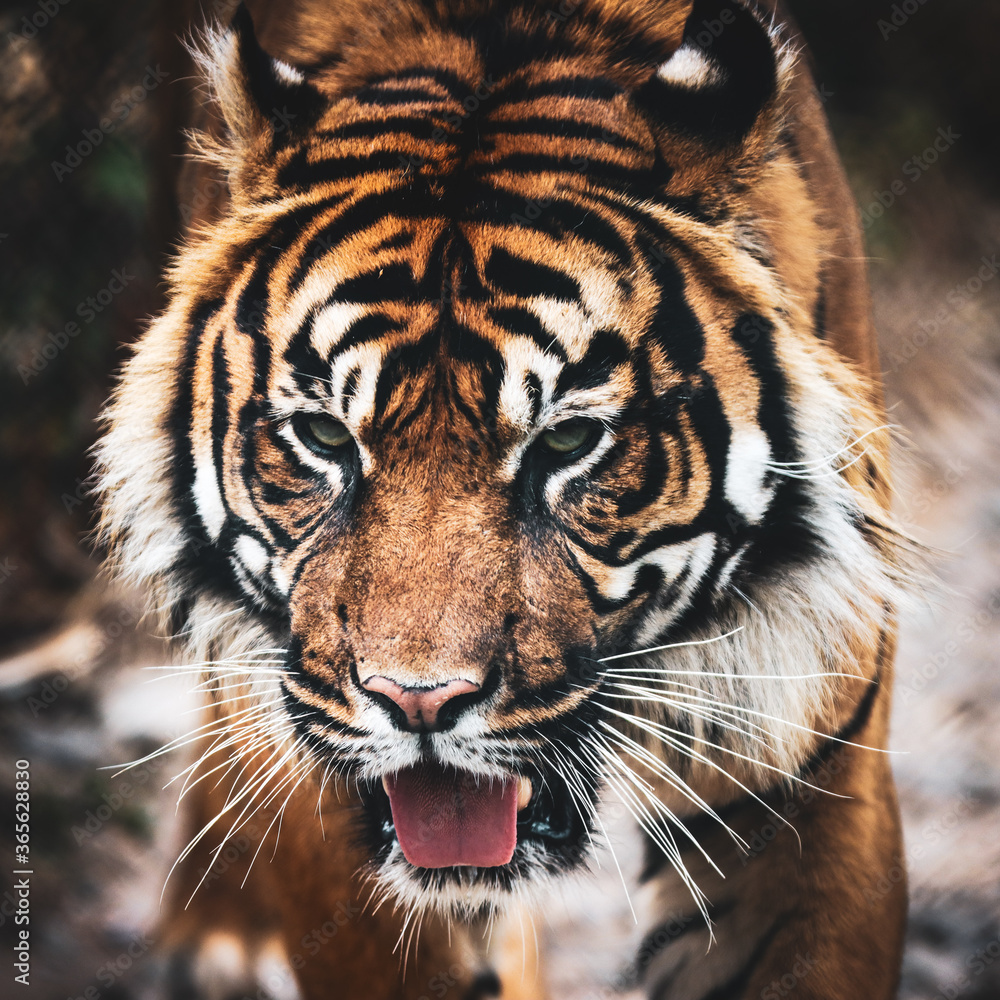 Fototapeta premium Close up of a sumatran tiger in captivity