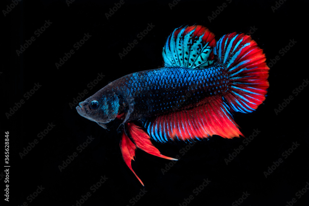 Fototapeta premium Betta splendens fish isolated on black background.