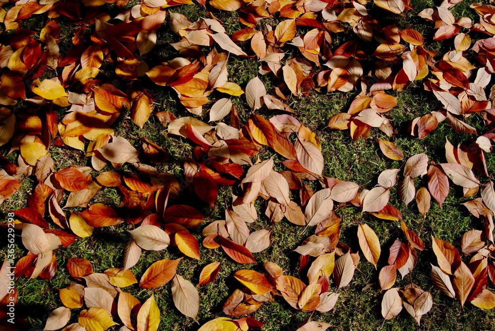 The bright orange, yellow and red leaves on the ground in autumn in Australia