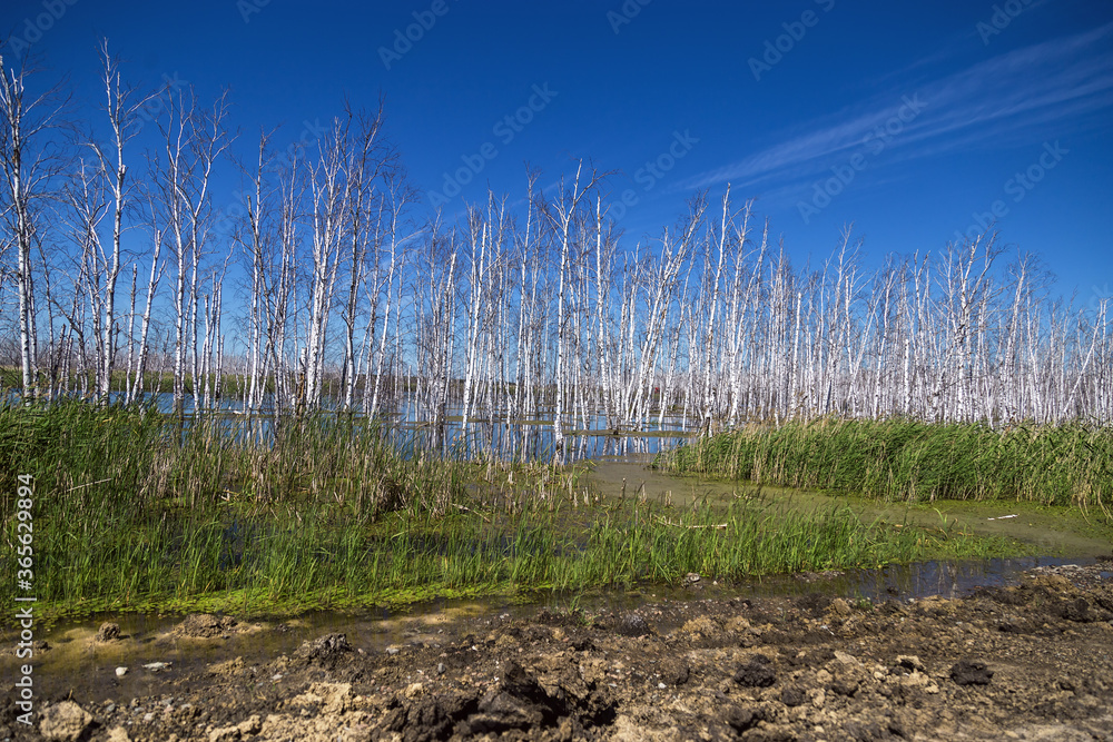 Flooded forest landscape with marsh and dead birch trees. Dried trees in floodwaters and blue sky. Flooded forest landscape with marsh and dead birch trees. Dried trees in floodwaters and blue sky.