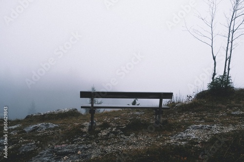 forest bench