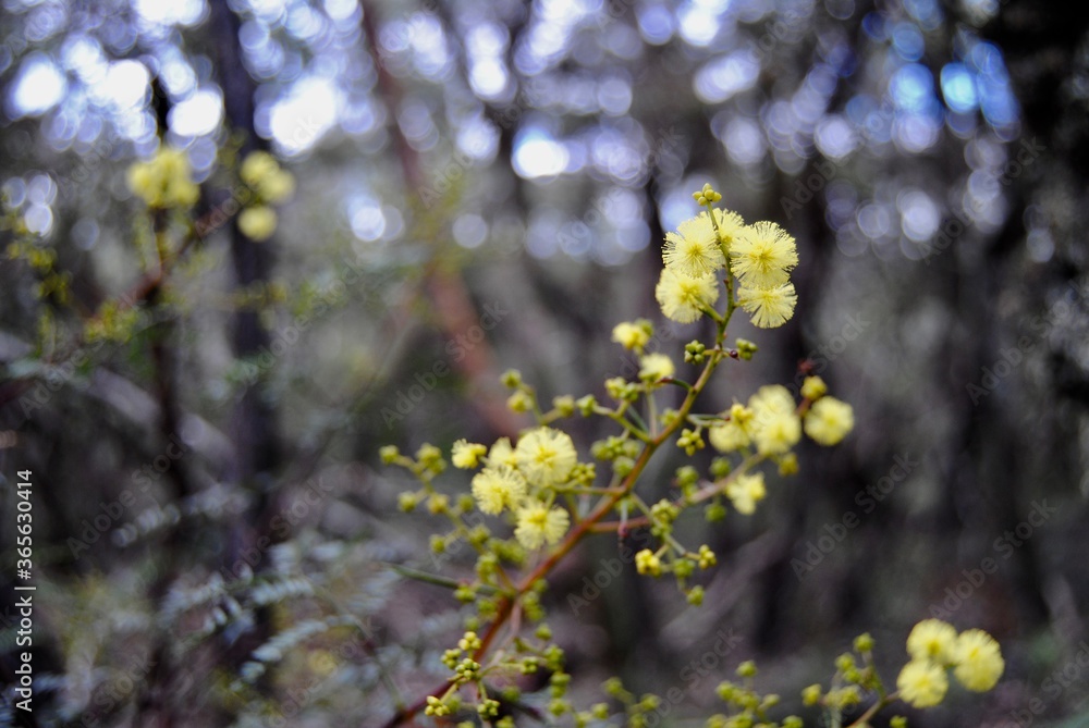 Native Australian wattle flower blooming in winter Native Australian wattle flower blooming in winter