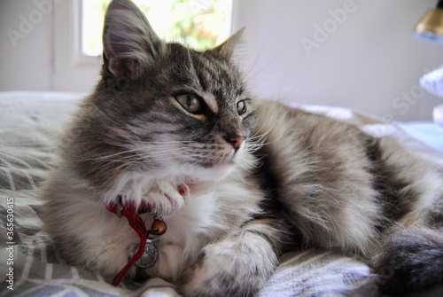 stripy cat on the bed in the cozy home photo