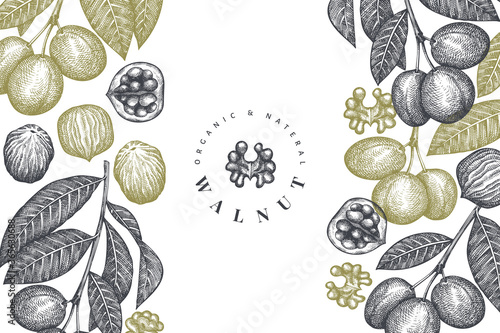 Hand drawn sketch walnut design template. Organic food vector illustration. Retro nut illustration. Engraved style botanical background.