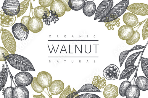 Hand drawn sketch walnut design template. Organic food vector illustration. Retro nut illustration. Engraved style botanical background.