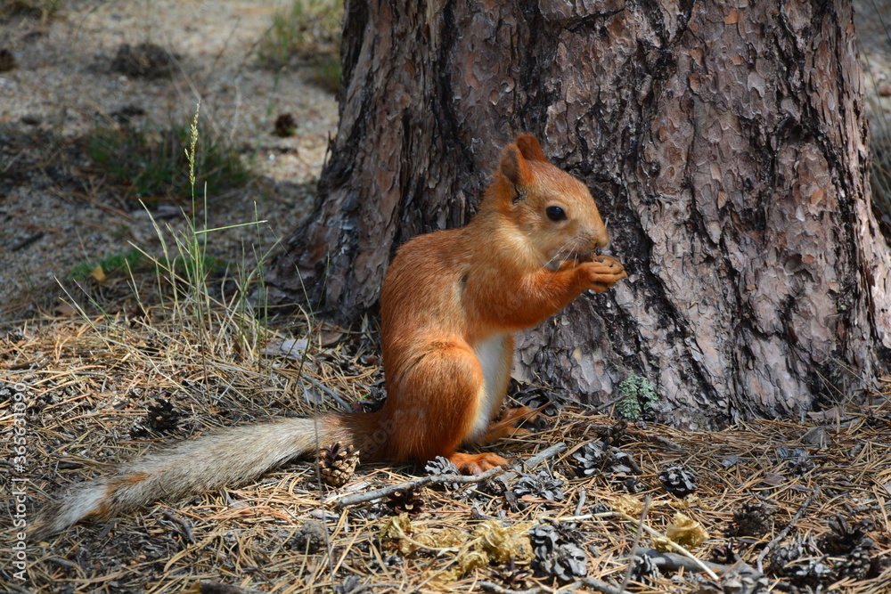 beautiful red squirrel standing on its hind legs close up beautiful red squirrel standing on its hind legs close up