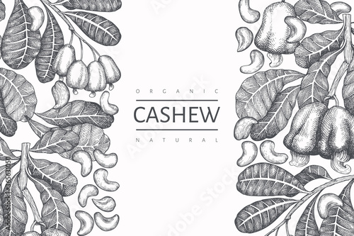 Hand drawn sketch cashew design template. Organic food vector illustration on white background. Vintage nut illustration. Engraved style botanical background. photo