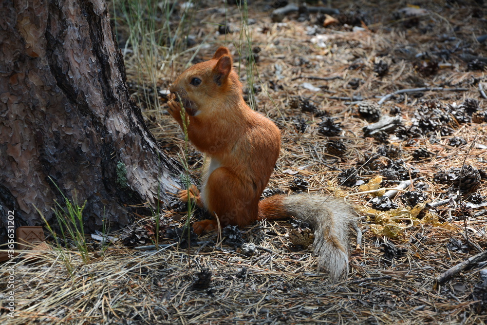 beautiful red squirrel standing on its hind legs close up beautiful red squirrel standing on its hind legs close up