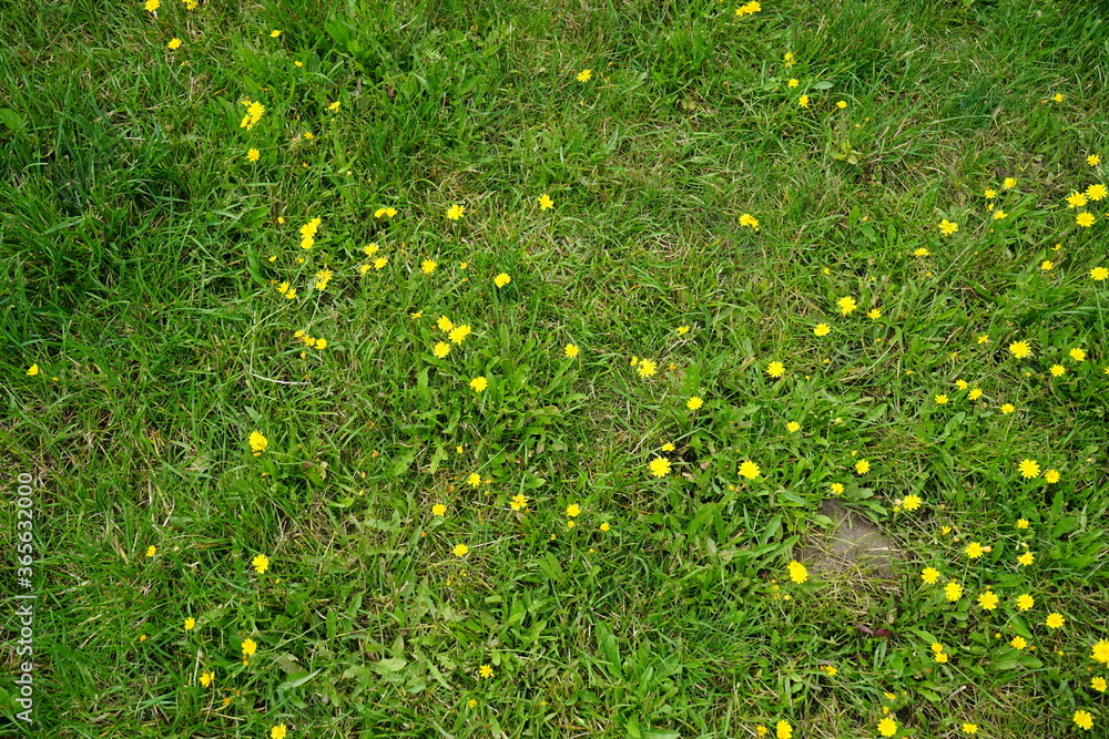 Grüner Rasen mit gelben Blumen