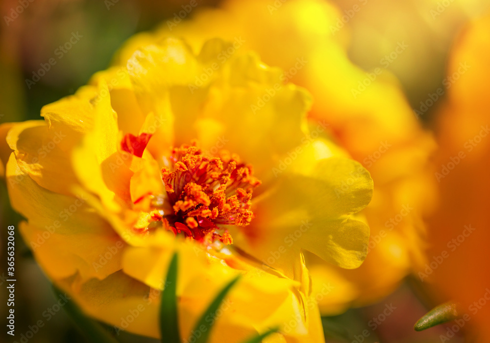 Flowers Flowers