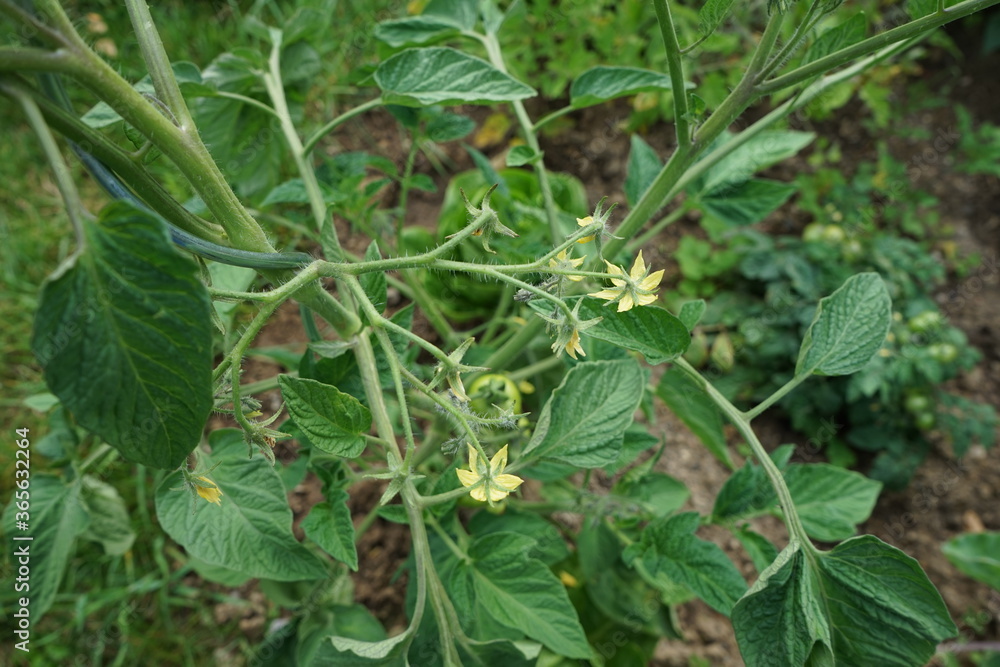 Tomaten noch nicht reif, Tomaten Blüten gelb Tomaten noch nicht reif, Tomaten Blüten gelb