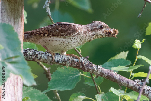 Eurasian wryneck or northern wryneck (Jynx torquilla) is a species of wryneck in the woodpecker family. photo