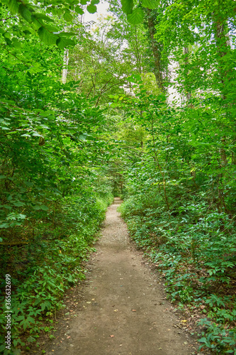 Pathway in the forest