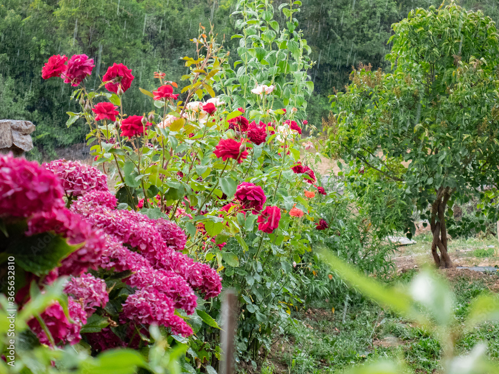 Garden with beautiful pink and hydrangea flowers during a rainy day with drops falling on green leaves