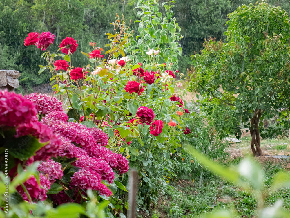 Garden with beautiful pink and hydrangea flowers during a rainy day with drops falling on green leaves Garden with beautiful pink and hydrangea flowers during a rainy day with drops falling on green leaves