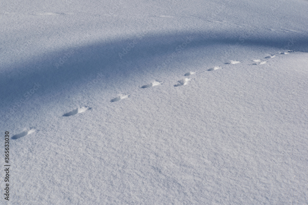 Naklejka premium The field coverd with snow and shadows and animal footprints