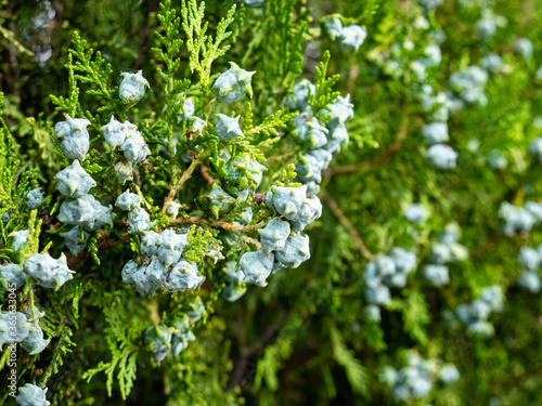 Macro view of the fruits of a common juniper Juniperus communis surrounded by green leaves forming a beautiful natural background photo