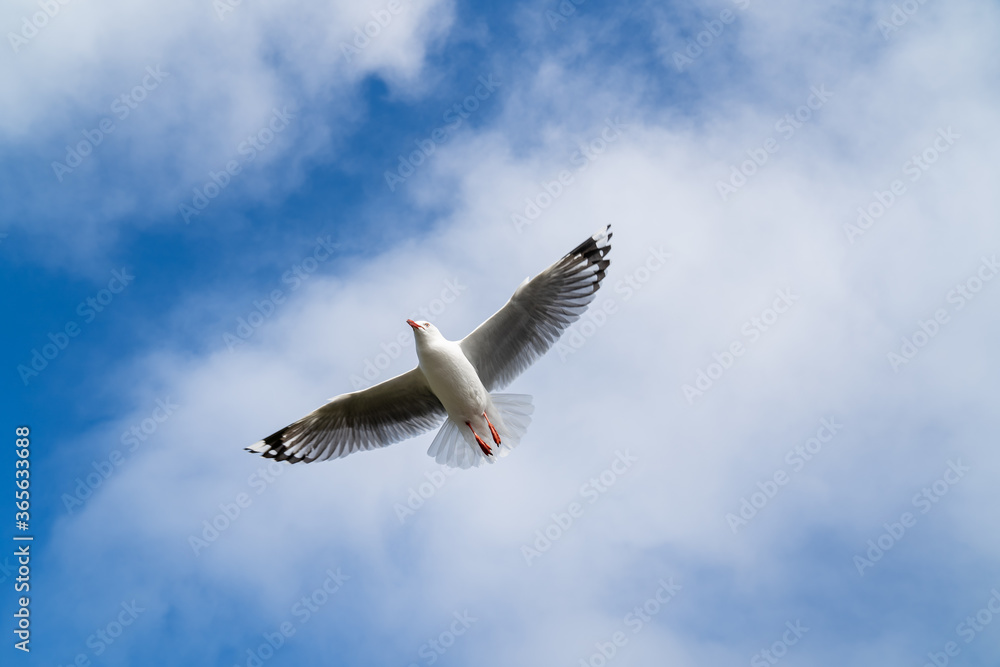 Red-billed gull flying with blue sky and cloud at Christchurch, New Zealand. Red-billed gull flying with blue sky and cloud at Christchurch, New Zealand.