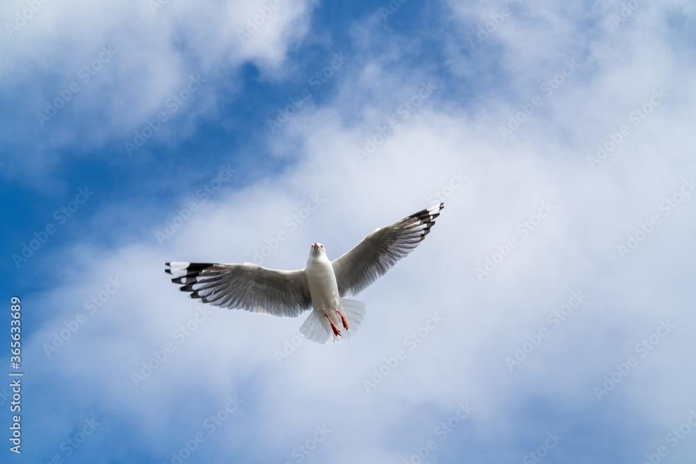 Obraz premium Red-billed gull flying with blue sky and cloud at Christchurch, New Zealand.
