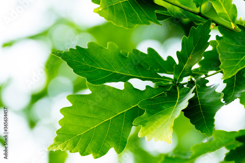 Oak leaves close-up