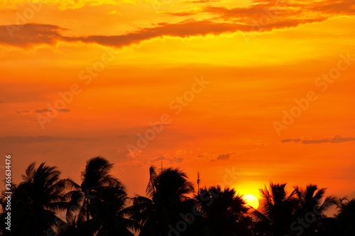 sunset over the silhouette tree 