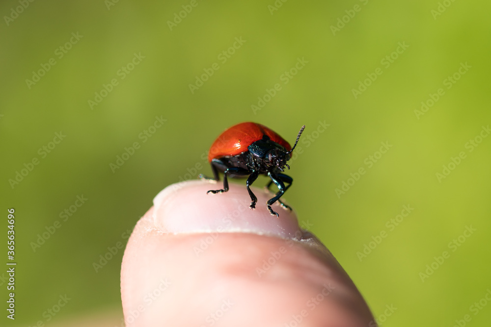 Red beetle sitting on a fingertip Red beetle sitting on a fingertip