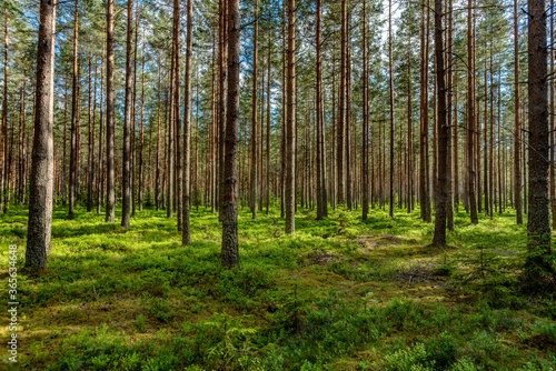 Lush green pine forest in sunlight © Magnus