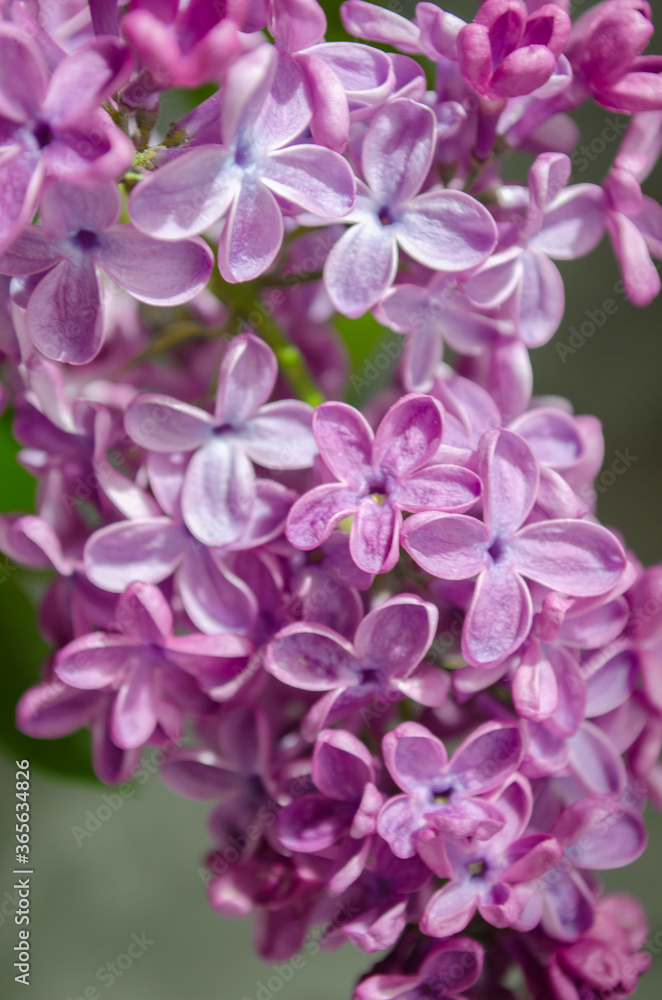 bouquet of lilacs on the table with books bouquet of lilacs on the table with books