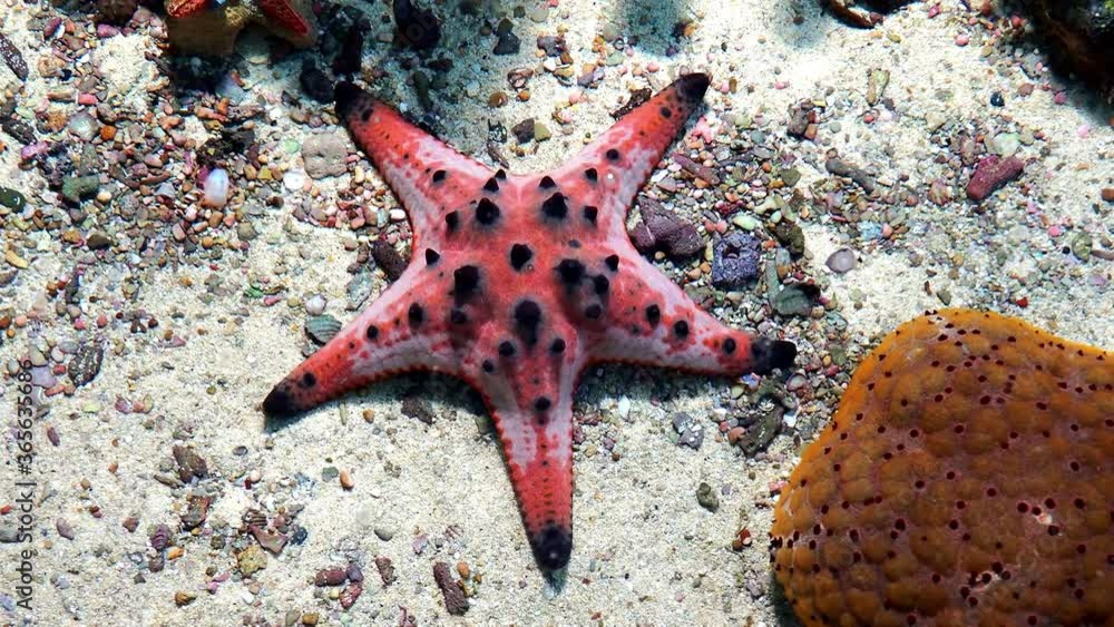 Tourists like to take pictures of catching starfish In the exhibition area for marine animal species and suitable for fair use in design Tourists like to take pictures of catching starfish In the exhibition area for marine animal species and suitable for fair use in design