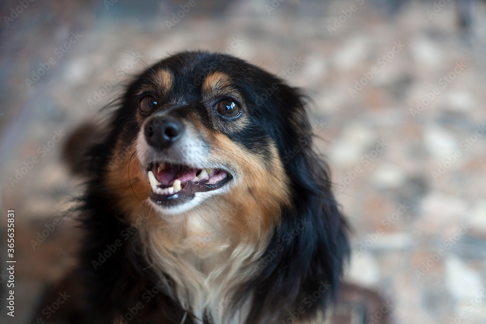 A black dog is looking at you. The dog's chest is brown. Local focus. A black dog is looking at you. The dog's chest is brown. Local focus.