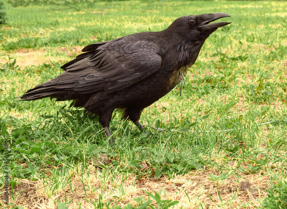 Bird black raven in captivity. Raven is tied with a rope. Bird black raven in captivity. Raven is tied with a rope.