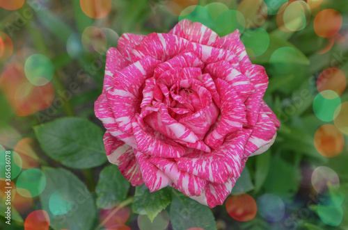 Beautiful pink and white striped rose Pink Intuition photo