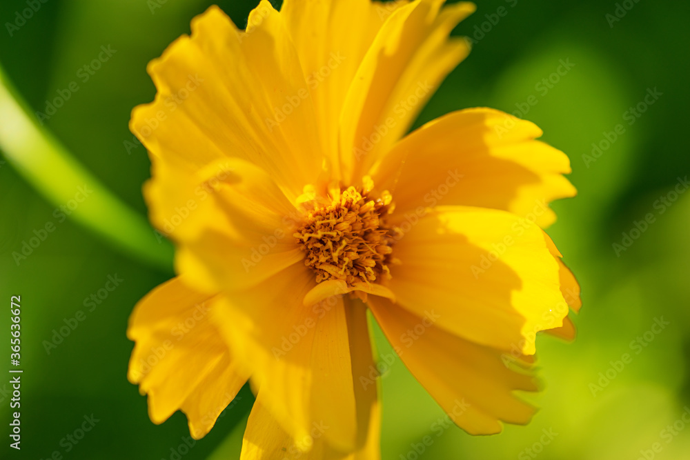 Closeup photo of a yellow wild meadow flower Closeup photo of a yellow wild meadow flower
