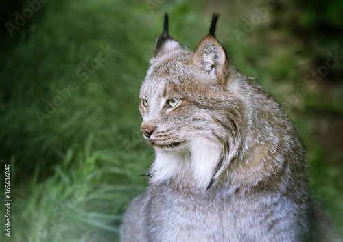 close up of a lynx