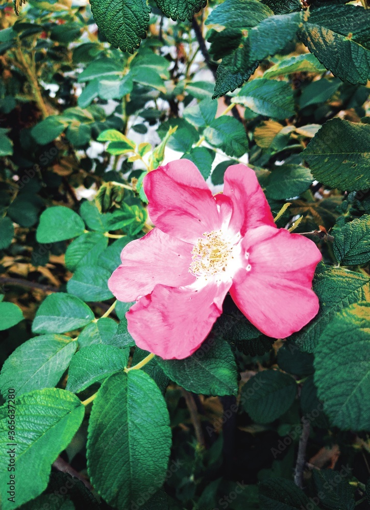 pink and white flower pink and white flower