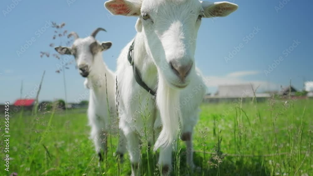 Two goats grazing on the green meadow in a sunny day Two goats grazing on the green meadow in a sunny day