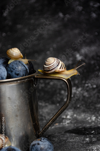 plums with snails on black background