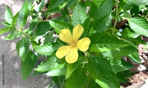 yellow flowers in the garden