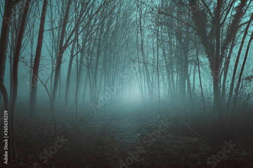 Misty desolate forest