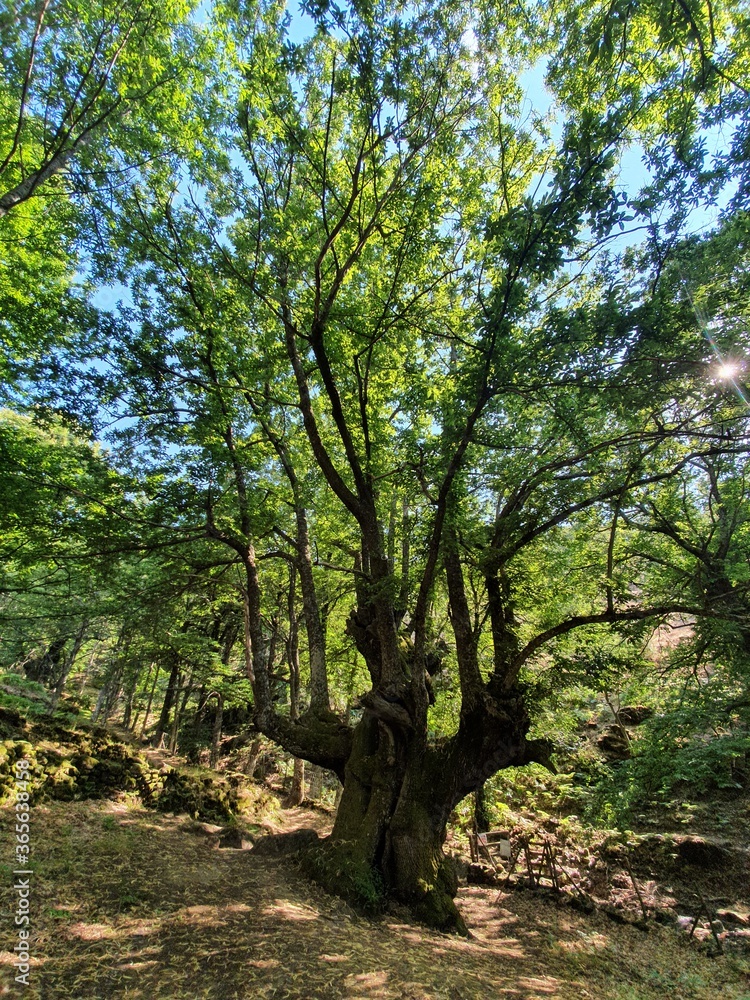 Fototapeta premium Bosques de castaños y robles, valle del ambroz